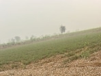 Agricultural officials said that they were getting information about the affected area and will visit them to take stock of the situation. (HT) Agricultural officials said that they were getting information about the affected area and will visit them to take stock of the situation. (HT)