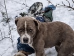 Rescuers believe that the pet stayed with Piyush Kumar, whose body was found first, throughout. They found the dog guarding the body of Kumar. His body was found first and rescuers found the pet near him. Rana’s body was not found at the same location. (HT)