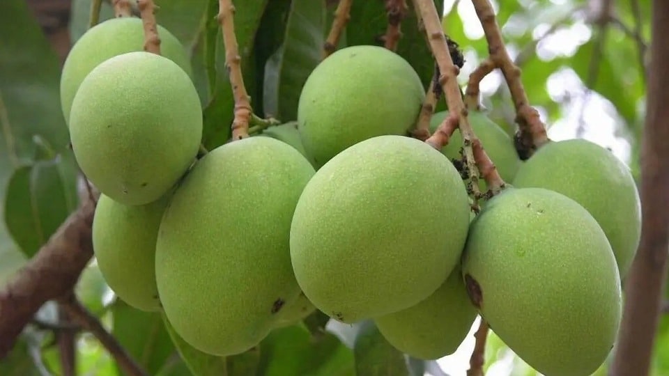 ল্যাংড়া আমের নাম এমন কীভাবে হল জানেন? আম নিয়ে কিছু 'খাস' তথ্য একনজরে