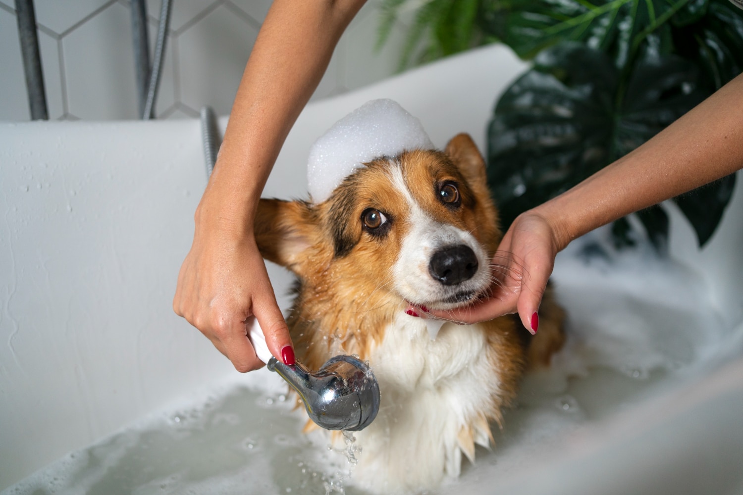 Avoid overbathing your pets. (Picture credit: Freepik) Avoid overbathing your pets. (Picture credit: Freepik)