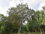 A study conducted by the forest department in 2017 found nearly 550 contiguous pockets of forests under them, including 90 villages. (HT ARCHIVE)