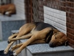 During Thursday’s hearing, the bench urged NHAI to explore technological solutions to address the problem of stray animals on highways (Hindustan Times) During Thursday’s hearing, the bench urged NHAI to explore technological solutions to address the problem of stray animals on highways (Hindustan Times)
