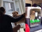 An Indian couple invested  <span class='webrupee'>₹</span>15 lakh and waited six months to bring their pet dog from India to Australia.