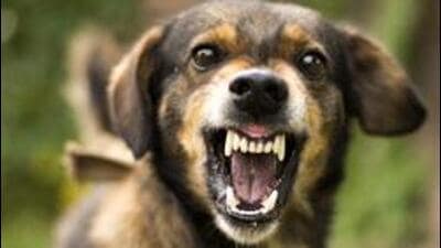 Rabies is a zoonotic viral infection transmitted through the saliva of infected animals. (HT Photo) Rabies is a zoonotic viral infection transmitted through the saliva of infected animals. (HT Photo)