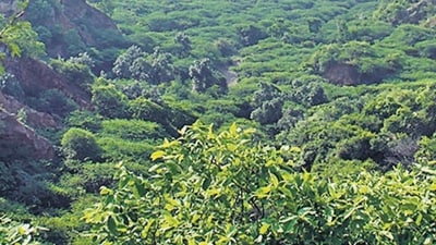 Agroforestry (Representative photo) Agroforestry (Representative photo)