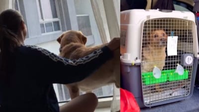 An Indian couple invested ₹15 lakh and waited six months to bring their pet dog from India to Australia. (Instagram/kahaanioftails) An Indian couple invested ₹15 lakh and waited six months to bring their pet dog from India to Australia. (Instagram/kahaanioftails)
