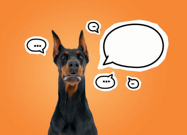 The best thing about having pets: They don’t give us advice or lectures. (SHUTTERSTOCK) The best thing about having pets: They don’t give us advice or lectures. (SHUTTERSTOCK)