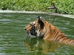 A tiger relaxes in a pool at Indore's Kamla Nehru zoo on Friday. (Shankar Mourya/HT photo)