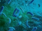 In experiments with mice, the presence of ‘bad’ bacteria such as E. coli in the gut corresponded with heightened anxiety during moments of stress. It turns out the gut dispatches far more than nutrition into the body. (Shutterstock)