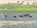 The importance of wetlands in sustaining vital ecosystems, forming a critical link between land and water with lakes, rivers, floodplains, marshes, mangroves, peatlands, and lagoons, can’t be stated enough. They are agents of water security, climate regulation, food production, and livelihoods. (HT Archive)