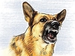 The incident comes amid rising concern over dog bite cases in the district. (HT Photo) The incident comes amid rising concern over dog bite cases in the district. (HT Photo)