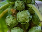 Try out Dr Rajan's recommendations to make the most out of Brussels sprouts.