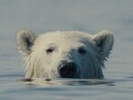 Nuisance Bear won the Grand Jury Prize at the Sundance Film Festival.