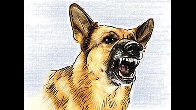 The incident comes amid rising concern over dog bite cases in the district. (HT Photo) The incident comes amid rising concern over dog bite cases in the district. (HT Photo)