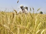 According to IMD, crops like wheat and barley may experience forced maturity, resulting in yield reduction. (HT Archives)