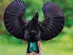 Apparel design researchers at Cornell University have created the world’s blackest black fabric, inspired by the striking plume of the riflebird. (Shutterstock)