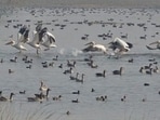 The Patna Bird Sanctuary in Etah (Picture courtesy Etah district administration website)