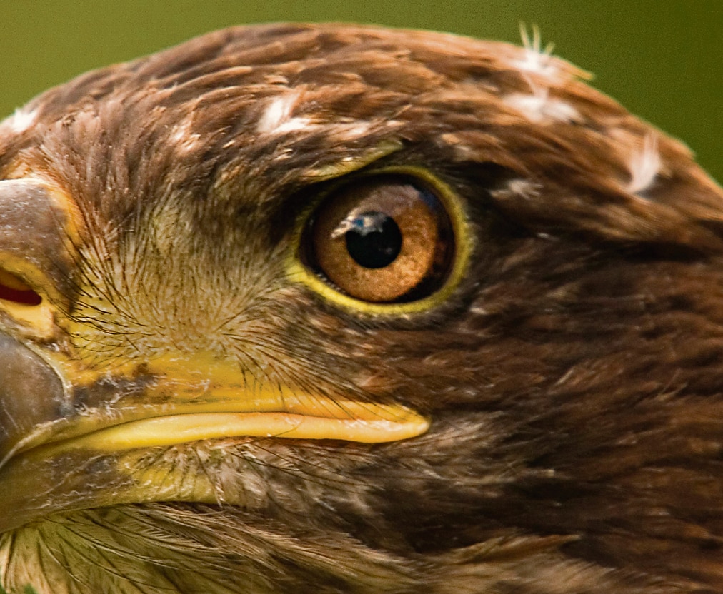 Research into exactly how eagles zero in on distant prey is expected to help develop cameras that can magnify distant objects without distorting the rest of the image. (Shutterstock) Research into exactly how eagles zero in on distant prey is expected to help develop cameras that can magnify distant objects without distorting the rest of the image. (Shutterstock)