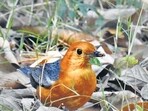 An Orange-headed thrush that was seen . (Courtesy: mohan singh)