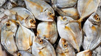 The budget proposed duty-free imports of specific raw materials needed by the marine-food industry. (Getty Images/iStockphoto)