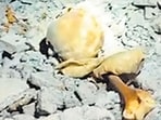 Skeleton found inside unused water tank in Vasai