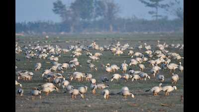 The waterbird census at Pong Dam Lake Wildlife Sanctuary has recorded 115 species. (HT) The waterbird census at Pong Dam Lake Wildlife Sanctuary has recorded 115 species. (HT)