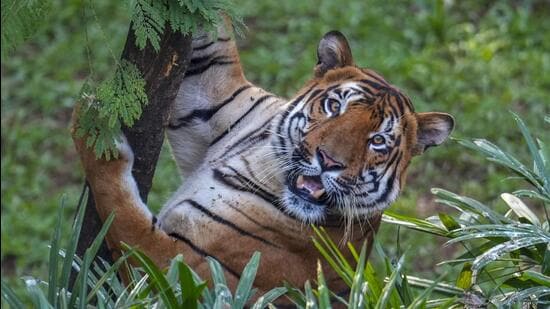 Officials said the body parts of the two tigers - one male and the other female - were found intact, suggesting that their deaths were not due to poaching (PTI/Representative Image)