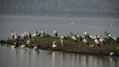 Higher-than-normal water levels following above-average rainfall in 2025 appear to have impacted bird presence at Ujjani (Bhigwan) reservoir this winter, with annual census recording dip in count. ((PIC FOR REPRESENTATION)) Higher-than-normal water levels following above-average rainfall in 2025 appear to have impacted bird presence at Ujjani (Bhigwan) reservoir this winter, with annual census recording dip in count. ((PIC FOR REPRESENTATION))