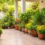 पेड़-पौधों के लिए वास्तु टिप्स 
