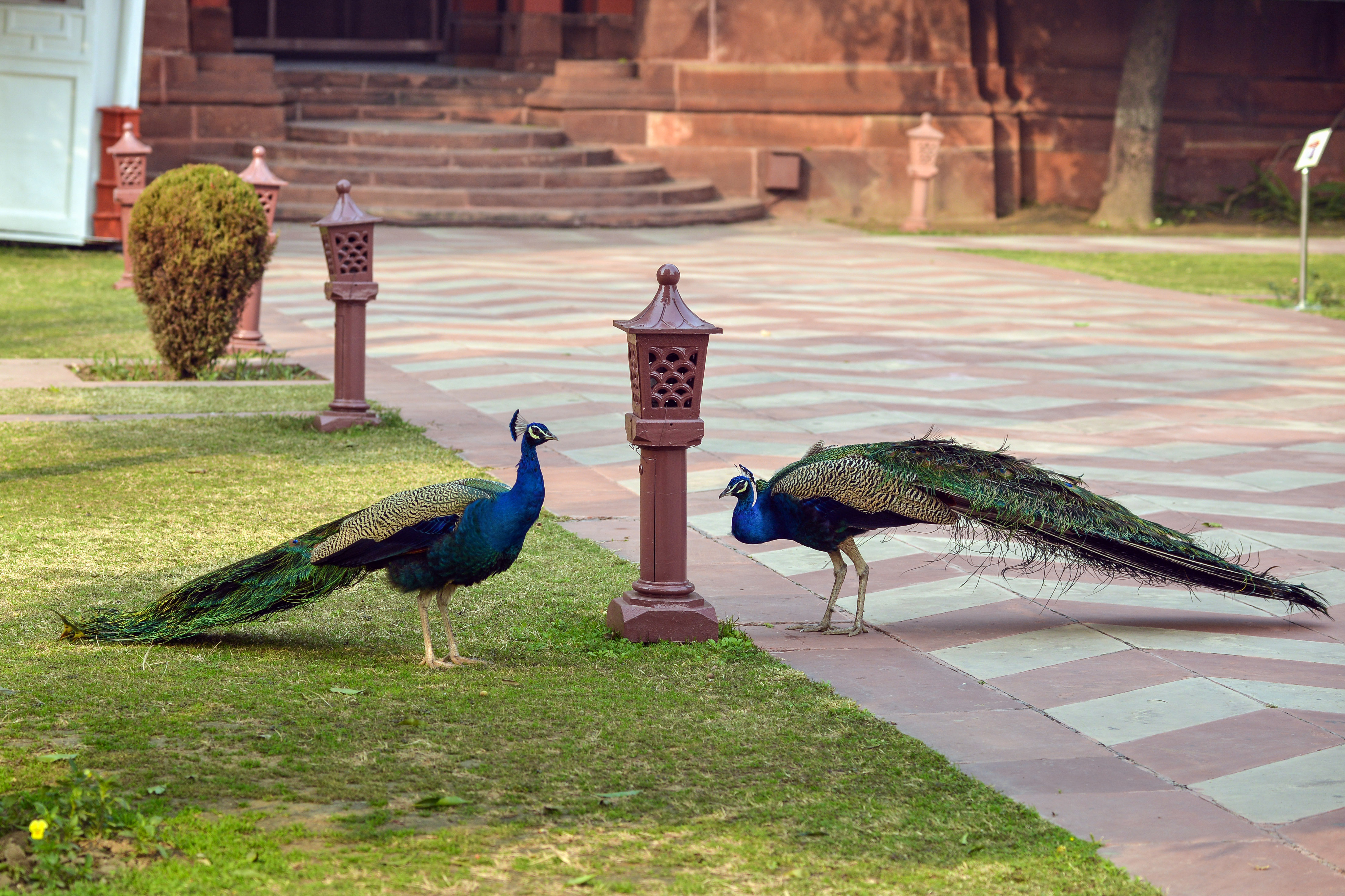The Nature trail here also has a peacock point! If you’re lucky, you might spot the National Bird showing off its plume. (Photo: ANI) The Nature trail here also has a peacock point! If you’re lucky, you might spot the National Bird showing off its plume. (Photo: ANI)