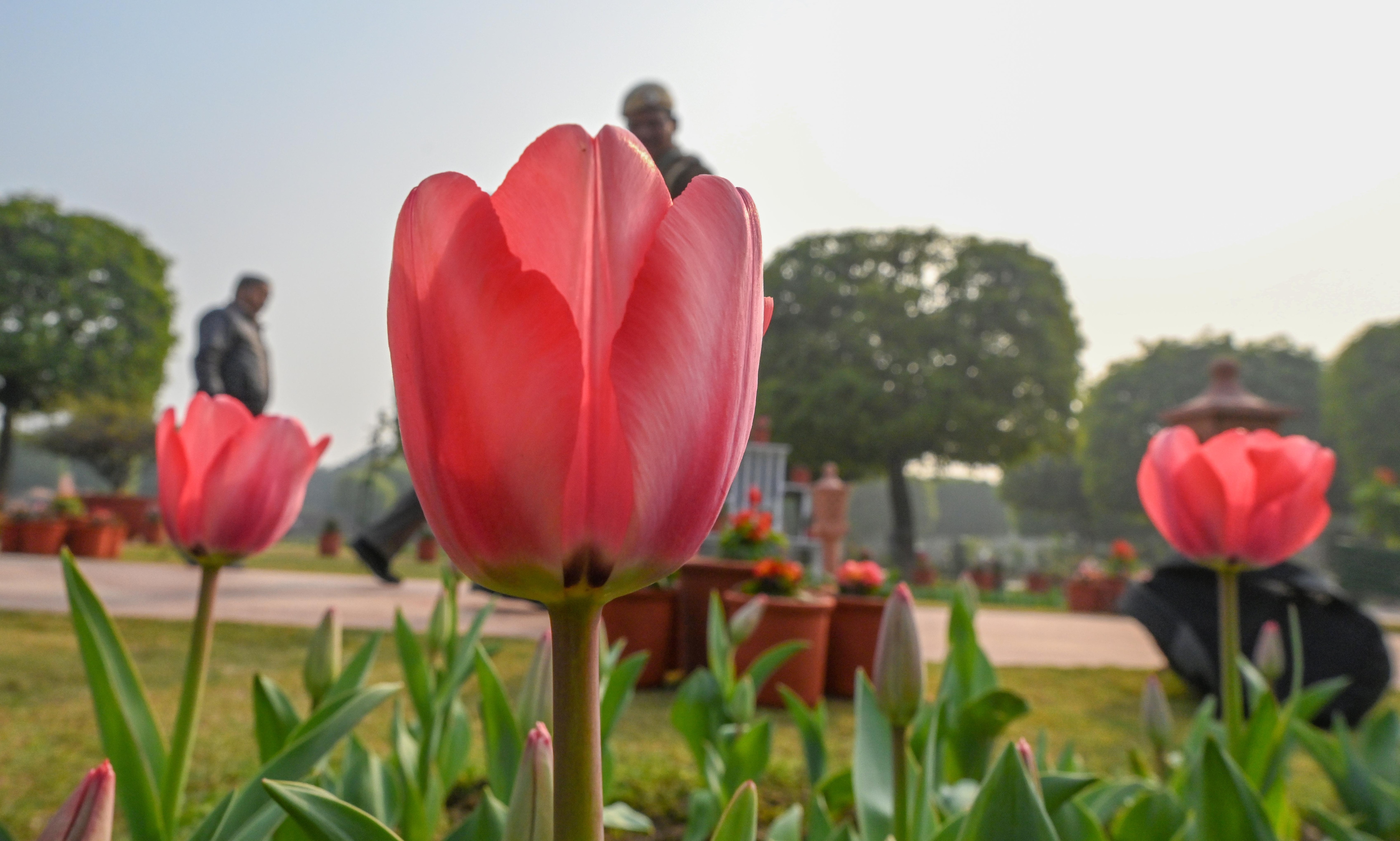Tulips and roses are the highlight of the Winter Annuals at Amrit Udyan. (Photo: RAJ K RAJ/HT) Tulips and roses are the highlight of the Winter Annuals at Amrit Udyan. (Photo: RAJ K RAJ/HT)