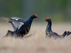 Black grouse (Lyrurus tetrix) at lek. (Shutterstock)