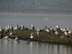 Higher-than-normal water levels following above-average rainfall in 2025 appear to have impacted bird presence at Ujjani (Bhigwan) reservoir this winter, with annual census recording dip in count. ((PIC FOR REPRESENTATION))