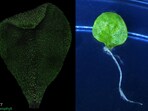 Left: White dots show activation of autophagy in injured plant cells. Right: After stress is controlled, the damaged leaf begins to regenerate new growth. (HT PHOTO)
