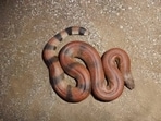 The Red Sand Boa specie found at the Gaya railway station (X /Bihar_se_hai) The Red Sand Boa specie found at the Gaya railway station (X /Bihar_se_hai)
