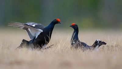 Black grouse (Lyrurus tetrix) at lek. (Shutterstock) Black grouse (Lyrurus tetrix) at lek. (Shutterstock)