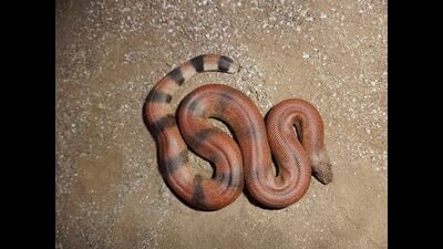 The Red Sand Boa specie found at the Gaya railway station (X /Bihar_se_hai)