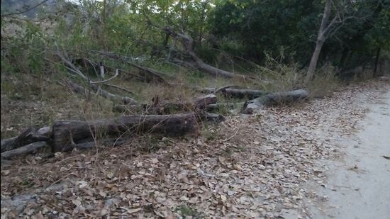 Retired forest officer Rajinder Kumar alleged that more than 100 trees were illegally felled on the land. (HT File Photo/for representation only)