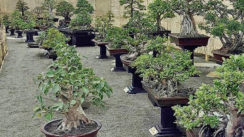 The India Bonsai Friendship Society (IBFS) hosts a two-day international bonsai masterclass by experts from the Philippines. The India Bonsai Friendship Society (IBFS) hosts a two-day international bonsai masterclass by experts from the Philippines.