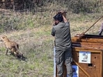 A cheetah being released for quarantine at a nature reserve in Gaborone, Botswana. The event marked the symbolic handing over of 8 Cheetahs to India by Botswana during the three-day state visit of President Murmu. ( (Rashtrapati Bhavan via PTI) A cheetah being released for quarantine at a nature reserve in Gaborone, Botswana. The event marked the symbolic handing over of 8 Cheetahs to India by Botswana during the three-day state visit of President Murmu. ( (Rashtrapati Bhavan via PTI)