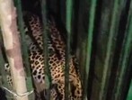 A leopard captured by Forest department staff last month in the Jhunsi area of the trans Ganga region of the district which had injured two residents. (Anil Kumar Maurya/HT File)