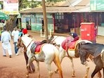 Raigad-based Dr Babasaheb Ambedkar Technological University’s study concludes that equine activity is environmentally unsustainable in Matheran eco-sensitive zone (ESZ). (HT FILE)
