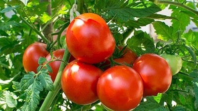 పడిపోయిన టమోటా ధరలు పడిపోయిన టమోటా ధరలు