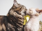 Check out the origins and history of the day of love!(Pixabay)