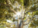Spending time with nature has been scientifically linked with lower stress levels, shares Dr Jagannathan.