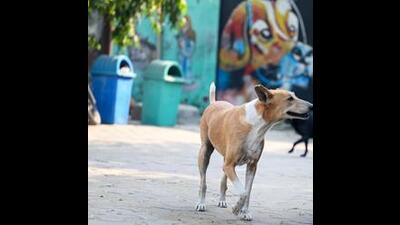 The government response in the assembly stated no sterilization data of the past two years in Jammu while in Srinagar, a maximum of 15,200 dogs have been sterilised (15,700 were immunised) in the past seven years ( from 2018- 2025). (HT File) The government response in the assembly stated no sterilization data of the past two years in Jammu while in Srinagar, a maximum of 15,200 dogs have been sterilised (15,700 were immunised) in the past seven years ( from 2018- 2025). (HT File)