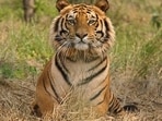 Officials also believed that it had probably gone to Kuno National Park in search of a new territory. (Ranthambore Tiger Reserve website) Officials also believed that it had probably gone to Kuno National Park in search of a new territory. (Ranthambore Tiger Reserve website)