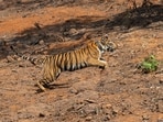 Wildlife guides and frontline forest staff at Sahyadri have fondly named her Hirkani, inspired by local history and folklore. (HT)