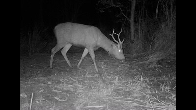 Camera trap image of Sambar foraging at night in Sukhna Wildlife sanctuary. (PHOTO: WII-CAP CELL 2025) Camera trap image of Sambar foraging at night in Sukhna Wildlife sanctuary. (PHOTO: WII-CAP CELL 2025)