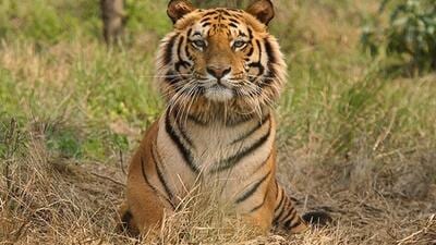 Officials also believed that it had probably gone to Kuno National Park in search of a new territory. (Ranthambore Tiger Reserve website) Officials also believed that it had probably gone to Kuno National Park in search of a new territory. (Ranthambore Tiger Reserve website)